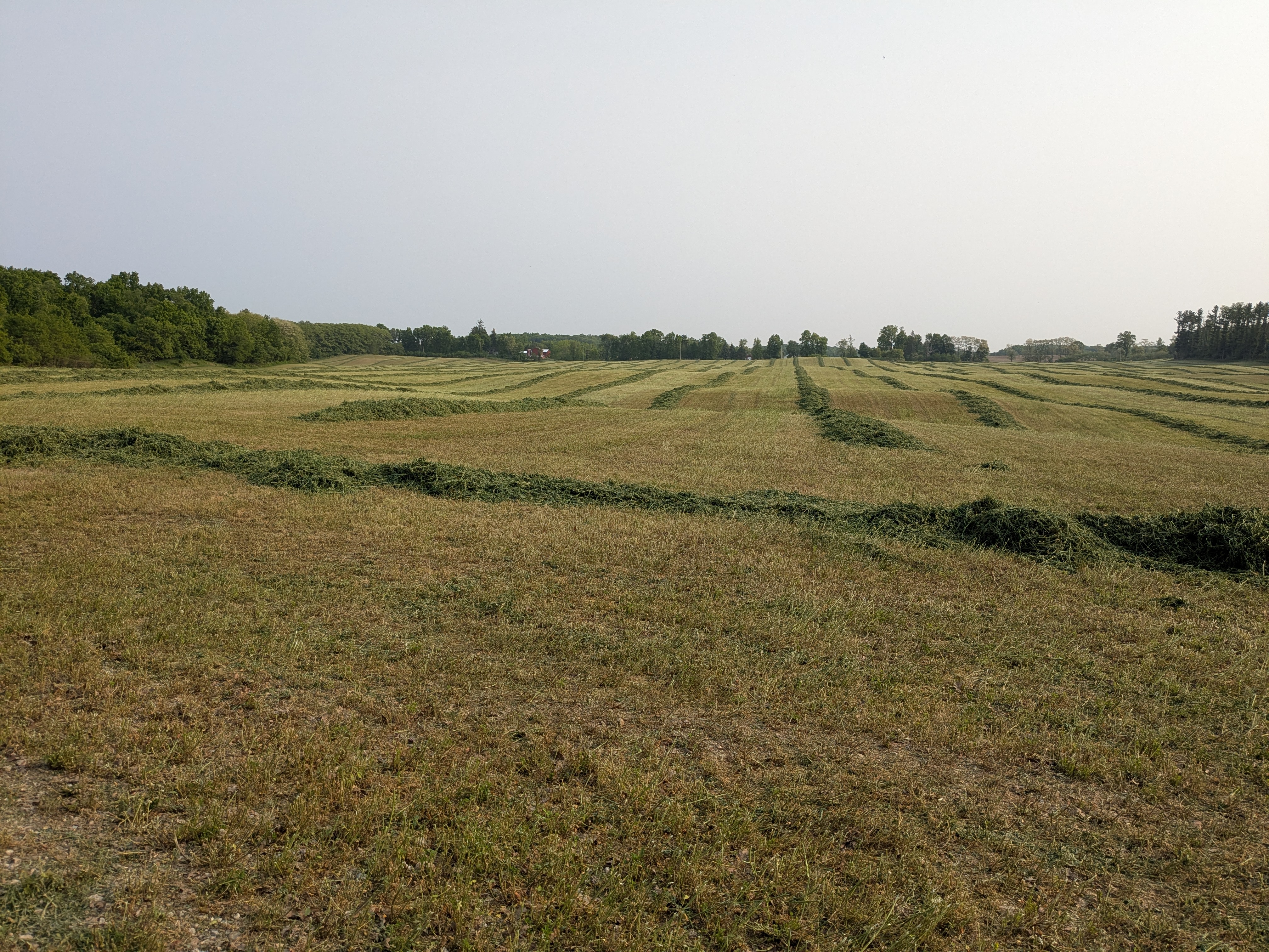 Forage cutting.jpg